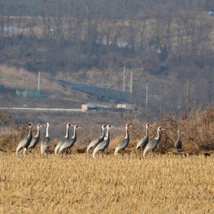 In 1953, North and South Korea established a demilitarised zone; decades later human isolation led to the formation of a 155-mile-long wildlife haven