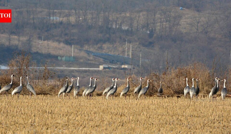 In 1953, North and South Korea established a demilitarised zone; decades later human isolation led to the formation of a 155-mile-long wildlife haven
