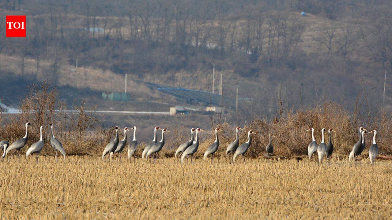 In 1953, North and South Korea established a demilitarised zone; decades later human isolation led to the formation of a 155-mile-long wildlife haven