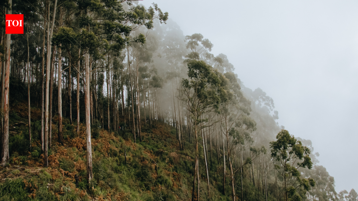 Brazil planted vast eucalyptus forests for pulp; 45 years later scientists found groundwater had fallen by 4.5 metres