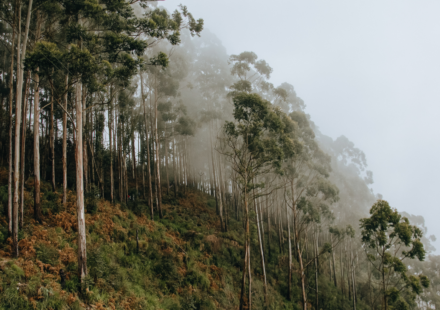 Brazil planted vast eucalyptus forests for pulp; 45 years later scientists found groundwater had fallen by 4.5 metres