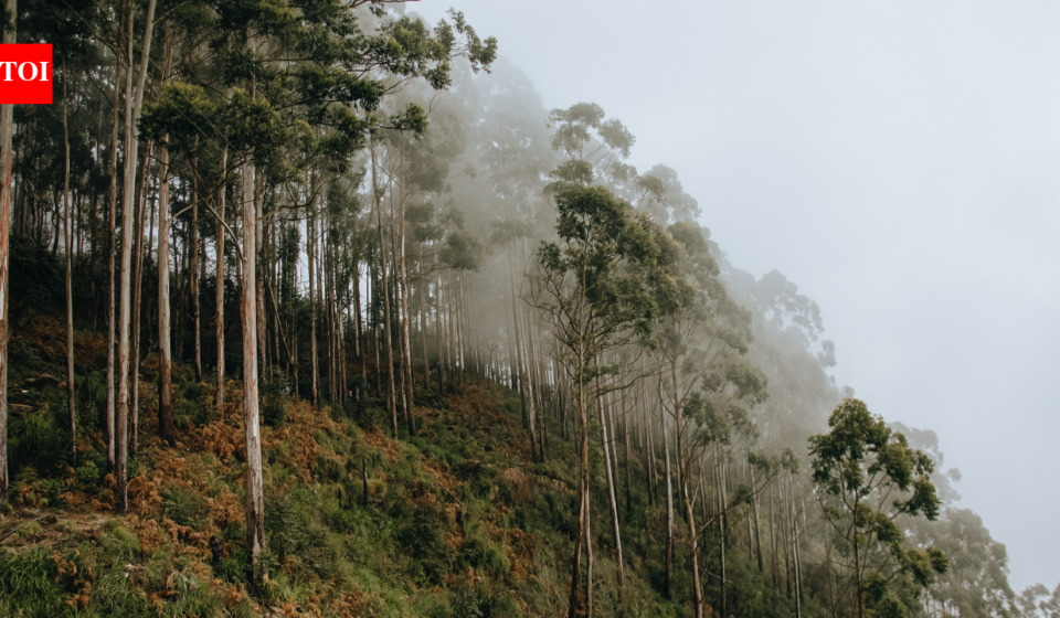 Brazil planted vast eucalyptus forests for pulp; 45 years later scientists found groundwater had fallen by 4.5 metres