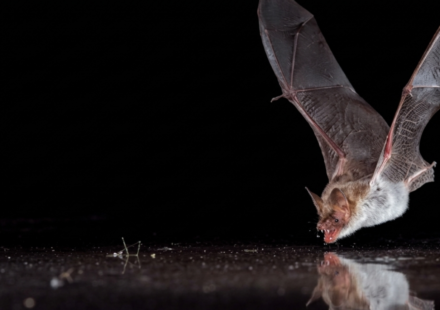 Scientists covered bat drinking pools with clear plastic; 11 bat species tried to drink from the fake water