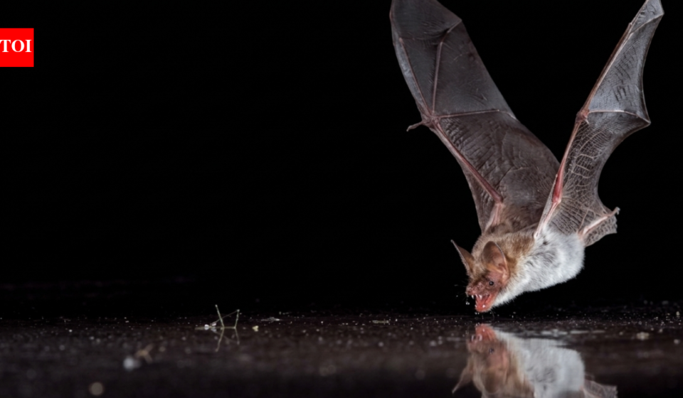 Scientists covered bat drinking pools with clear plastic; 11 bat species tried to drink from the fake water