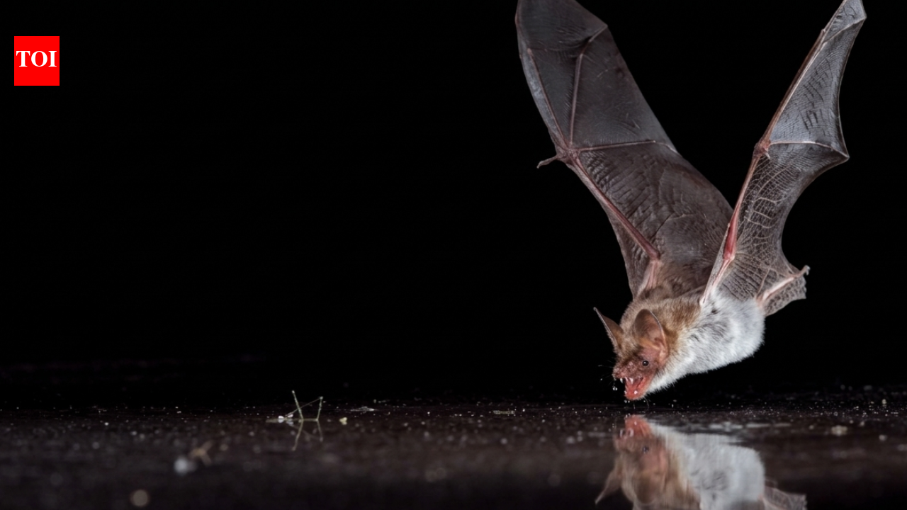 Scientists covered bat drinking pools with clear plastic; 11 bat species tried to drink from the fake water