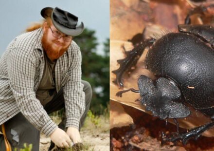 Meet Patrick Urban: The German dung beetle specialist who found a species never known to science among collected beetles