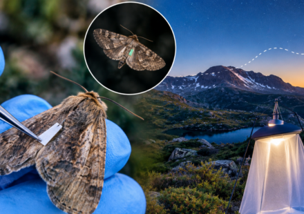 Scientists tagged 14,000 endangered Australian moths with paint and eyelash glue to trace their migration; not one was found, and researchers say that may be good news