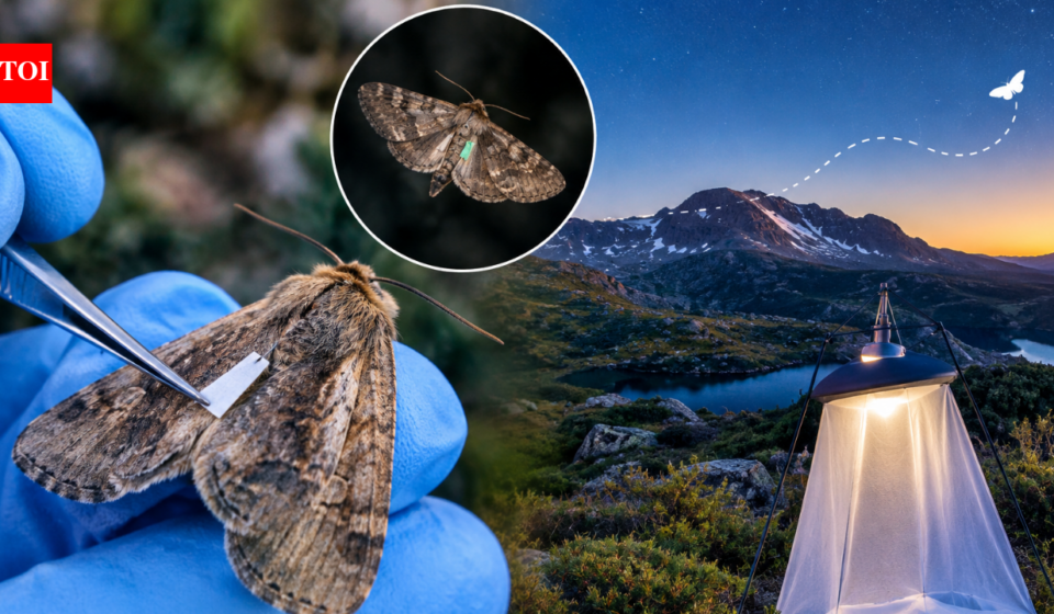 Scientists tagged 14,000 endangered Australian moths with paint and eyelash glue to trace their migration; not one was found, and researchers say that may be good news