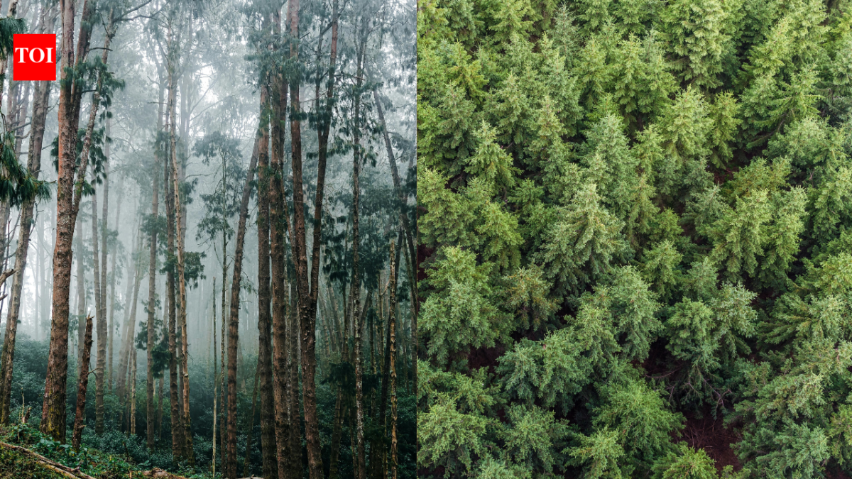 Uruguay planted eucalyptus and pine forests across grasslands; 20 years later, scientists found rivers were carrying much less water