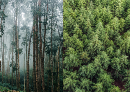Uruguay planted eucalyptus and pine forests across grasslands; 20 years later, scientists found rivers were carrying much less water