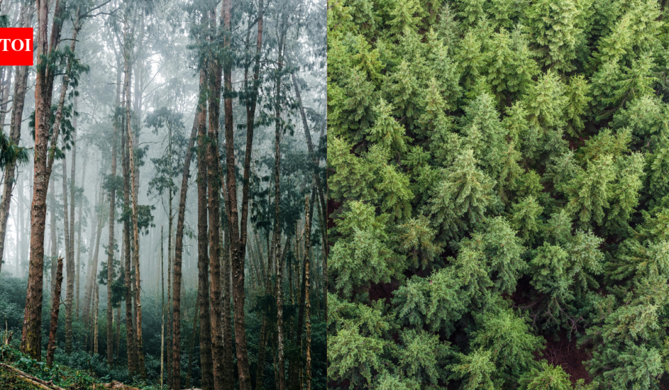 Uruguay planted eucalyptus and pine forests across grasslands; 20 years later, scientists found rivers were carrying much less water