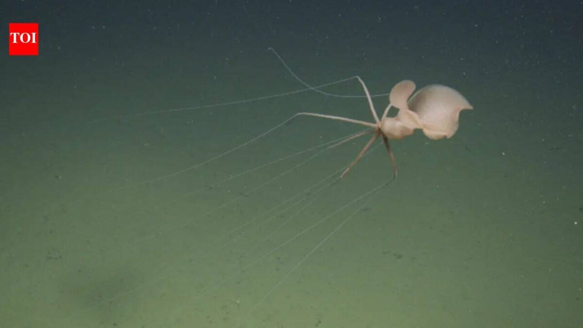 Scientists sent a robot two miles below California and found a bigfin squid; it was the first live Northeast Pacific sighting