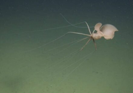 Scientists sent a robot two miles below California and found a bigfin squid; it was the first live Northeast Pacific sighting