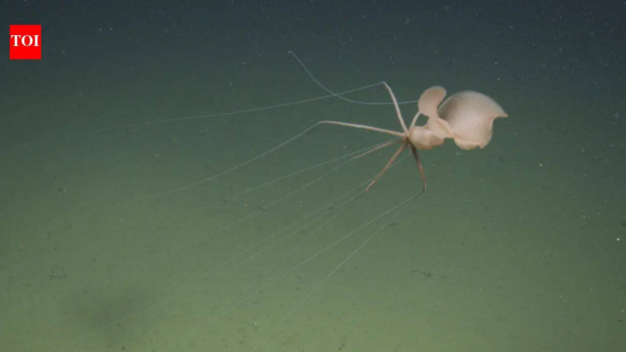 Scientists sent a robot two miles below California and found a bigfin squid; it was the first live Northeast Pacific sighting
