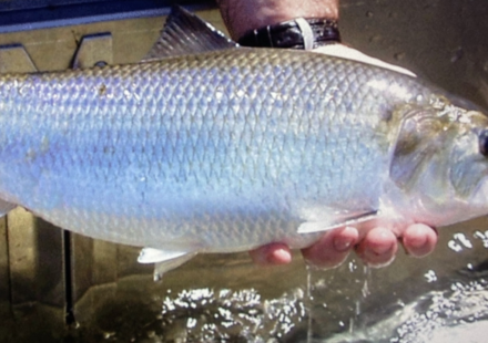 In 2014, Virginia removed a dam that had blocked migrating fish for over 70 years; nearly 130 miles of upstream spawning and nursery habitat reopened