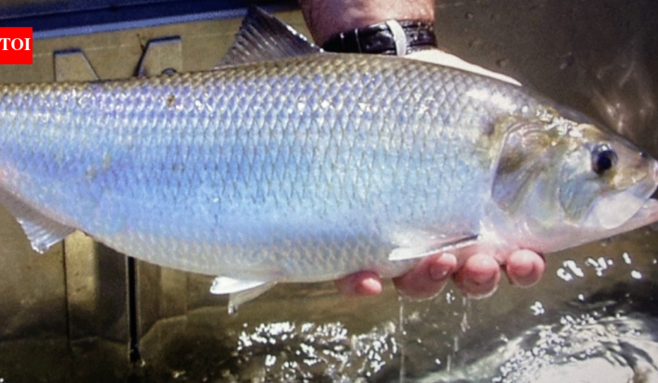 In 2014, Virginia removed a dam that had blocked migrating fish for over 70 years; nearly 130 miles of upstream spawning and nursery habitat reopened