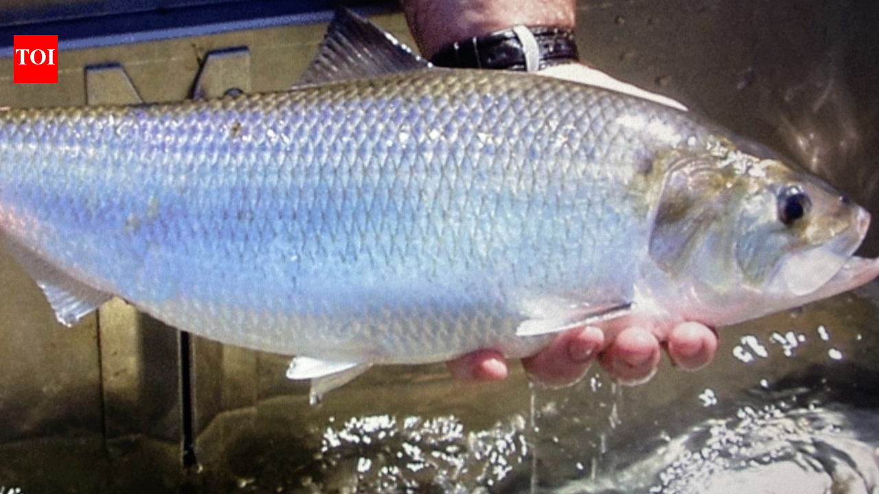 In 2014, Virginia removed a dam that had blocked migrating fish for over 70 years; nearly 130 miles of upstream spawning and nursery habitat reopened