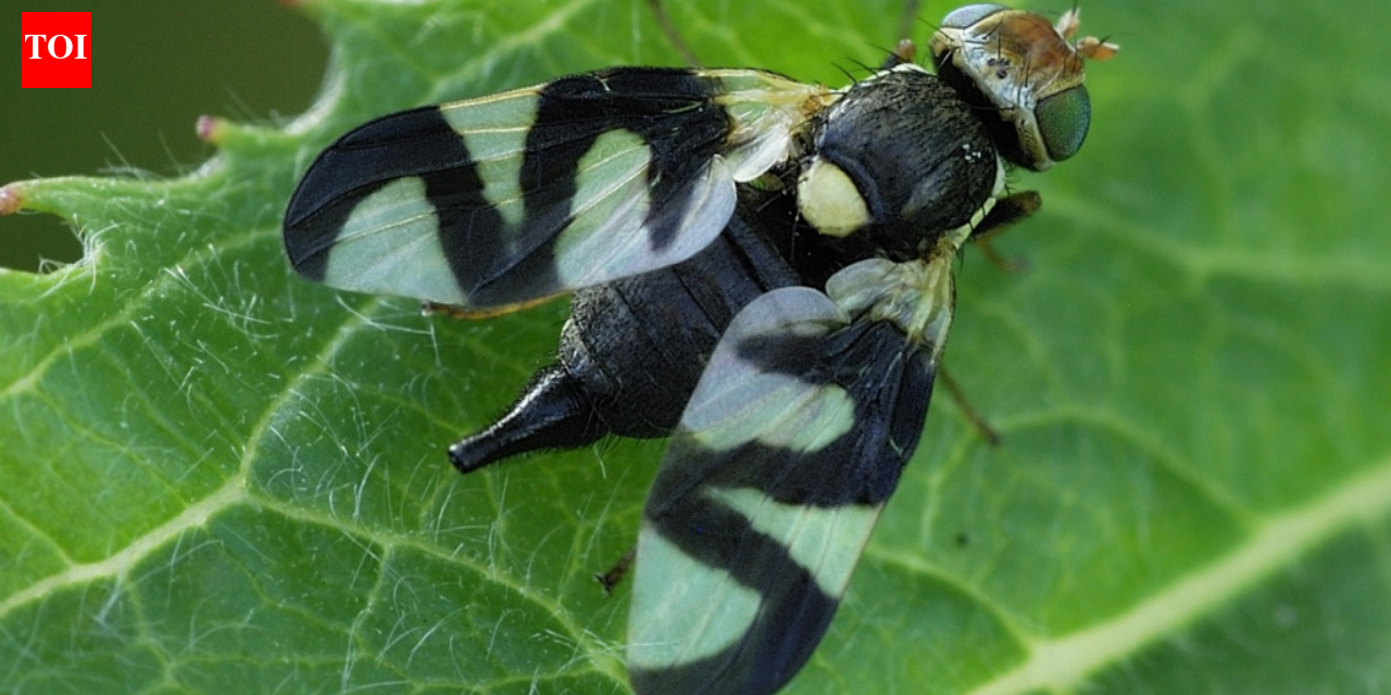In 1973, Montana released a gall fly to control spotted knapweed; decades later, the biocontrol program was linked to over 3 times more hantavirus-positive deer mice