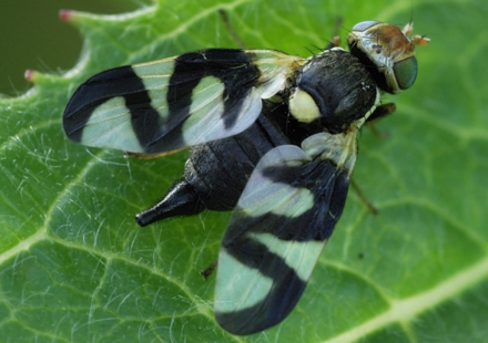 In 1973, Montana released a gall fly to control spotted knapweed; decades later, the biocontrol program was linked to over 3 times more hantavirus-positive deer mice