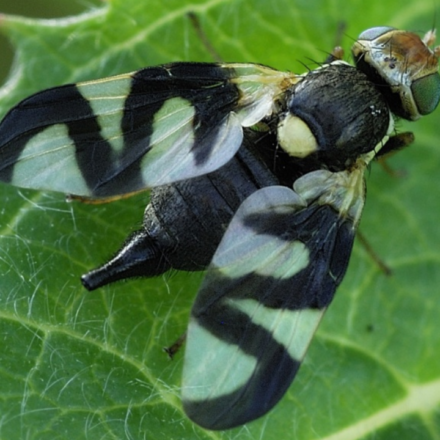 In 1973, Montana released a gall fly to control spotted knapweed; decades later, the biocontrol program was linked to over 3 times more hantavirus-positive deer mice