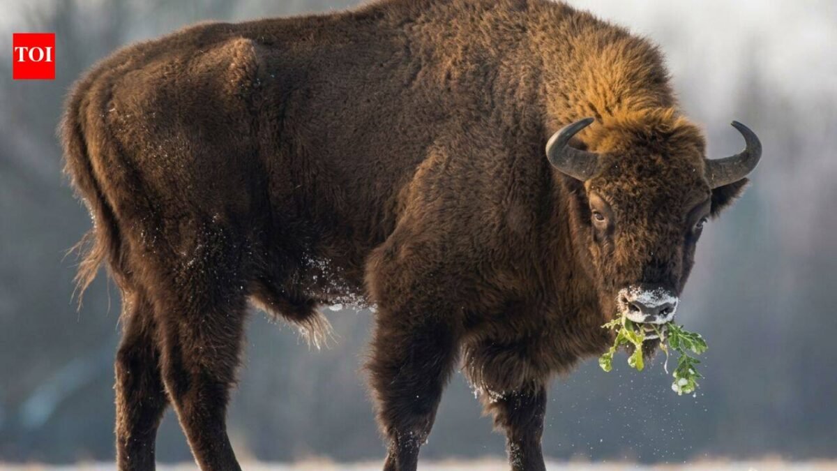 In 1987, Kansas brought 30 bison back to Konza Prairie; 29 years later, native plant richness had risen 103% locally and 86% across catchments