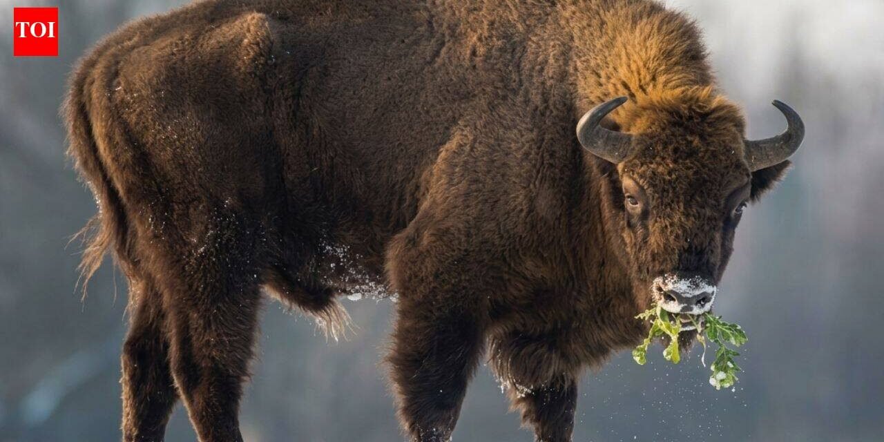 In 1987, Kansas brought 30 bison back to Konza Prairie; 29 years later, native plant richness had risen 103% locally and 86% across catchments
