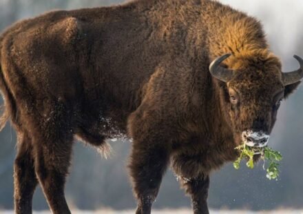 In 1987, Kansas brought 30 bison back to Konza Prairie; 29 years later, native plant richness had risen 103% locally and 86% across catchments