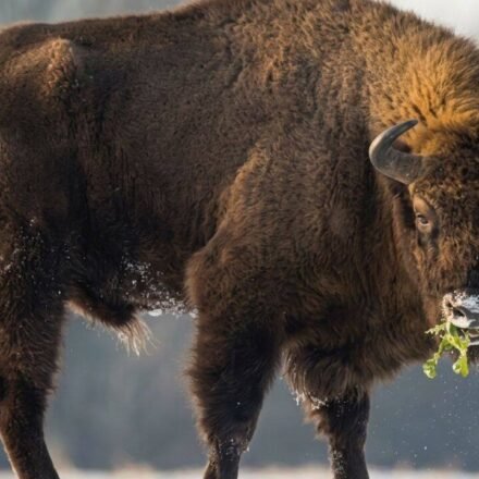 In 1987, Kansas brought 30 bison back to Konza Prairie; 29 years later, native plant richness had risen 103% locally and 86% across catchments