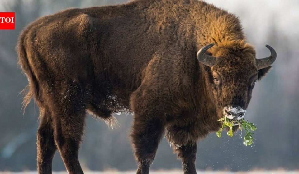 In 1987, Kansas brought 30 bison back to Konza Prairie; 29 years later, native plant richness had risen 103% locally and 86% across catchments