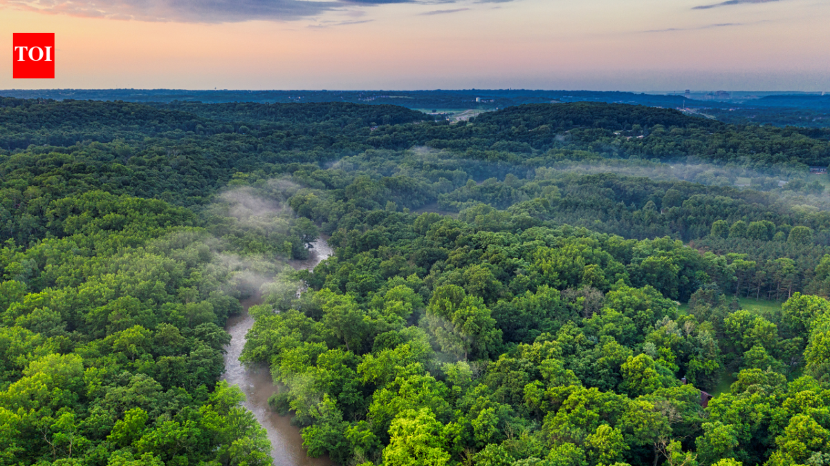 Denmark planted trees for carbon storage, but 21 years later natural forests proved more diverse while plantations captured carbon faster