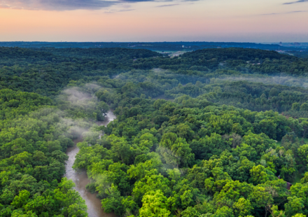 Denmark planted trees for carbon storage, but 21 years later natural forests proved more diverse while plantations captured carbon faster