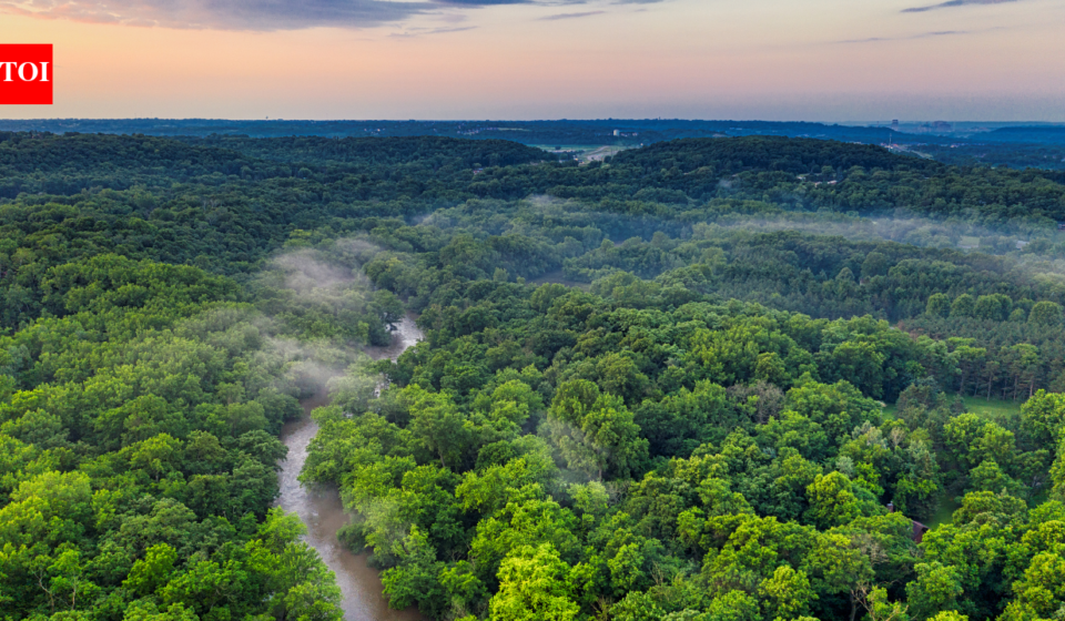 Denmark planted trees for carbon storage, but 21 years later natural forests proved more diverse while plantations captured carbon faster
