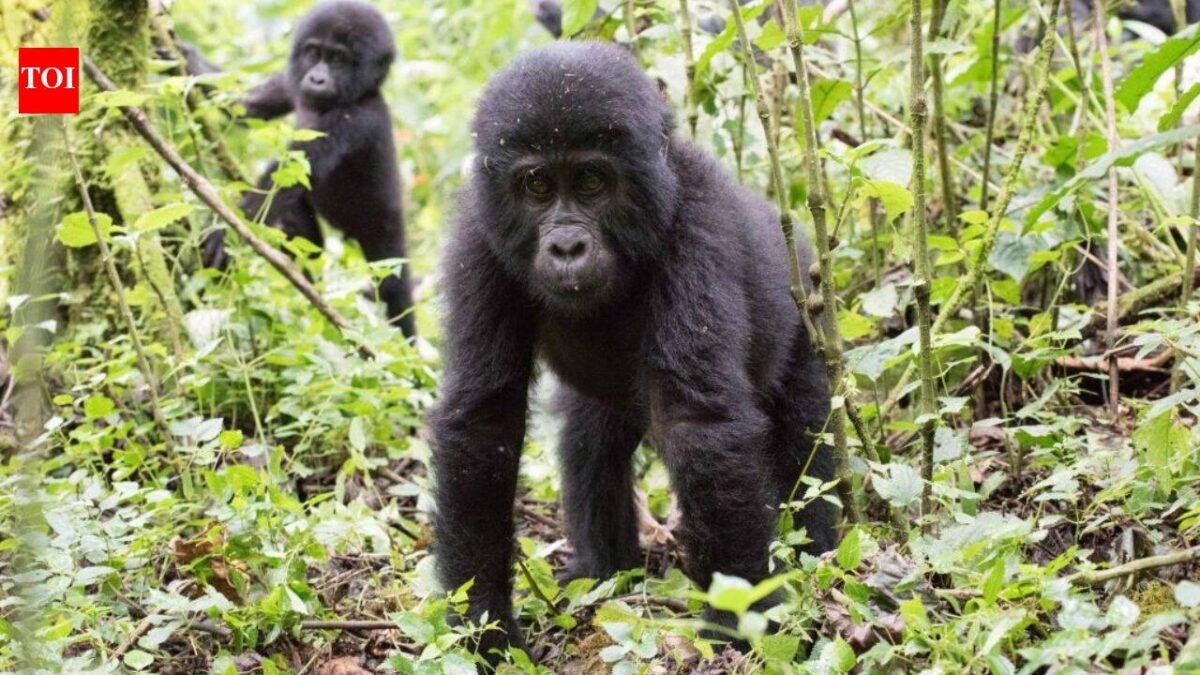 Ugandan communities planted 4,053 trees beside one of Africa's great rainforests; now the new forest is rebuilding a damaged wildlife buffer
