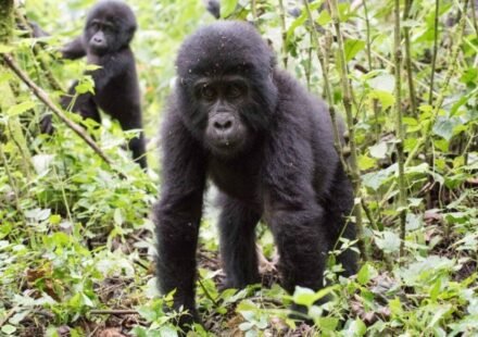 Ugandan communities planted 4,053 trees beside one of Africa's great rainforests; now the new forest is rebuilding a damaged wildlife buffer