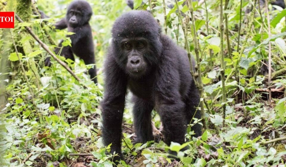 Ugandan communities planted 4,053 trees beside one of Africa's great rainforests; now the new forest is rebuilding a damaged wildlife buffer