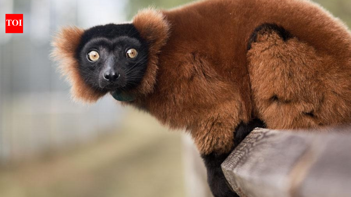 In 2026, a Florida wildlife centre brought in critically endangered red-ruffed lemurs; the project is now helping restore their disappearing Madagascar rainforest