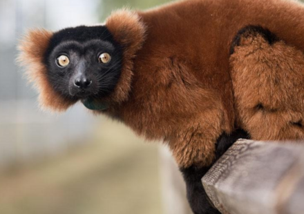 In 2026, a Florida wildlife centre brought in critically endangered red-ruffed lemurs; the project is now helping restore their disappearing Madagascar rainforest