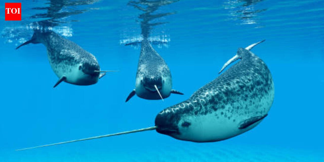 A narwhal can grow a single 10-feet tooth through its upper lip; scientists used 3D X-rays and 3 particle accelerators to discover how nature's only straight tusk stays straight