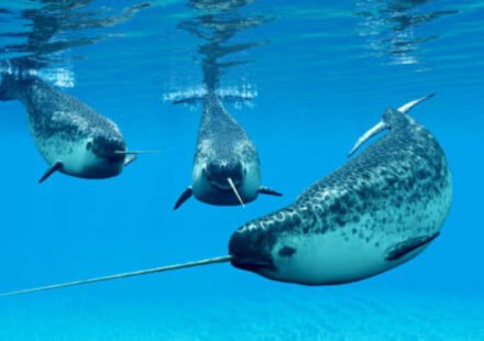 A narwhal can grow a single 10-feet tooth through its upper lip; scientists used 3D X-rays and 3 particle accelerators to discover how nature's only straight tusk stays straight
