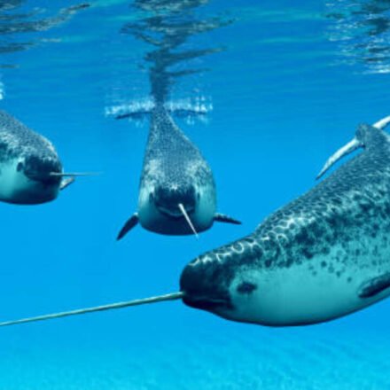 A narwhal can grow a single 10-feet tooth through its upper lip; scientists used 3D X-rays and 3 particle accelerators to discover how nature's only straight tusk stays straight