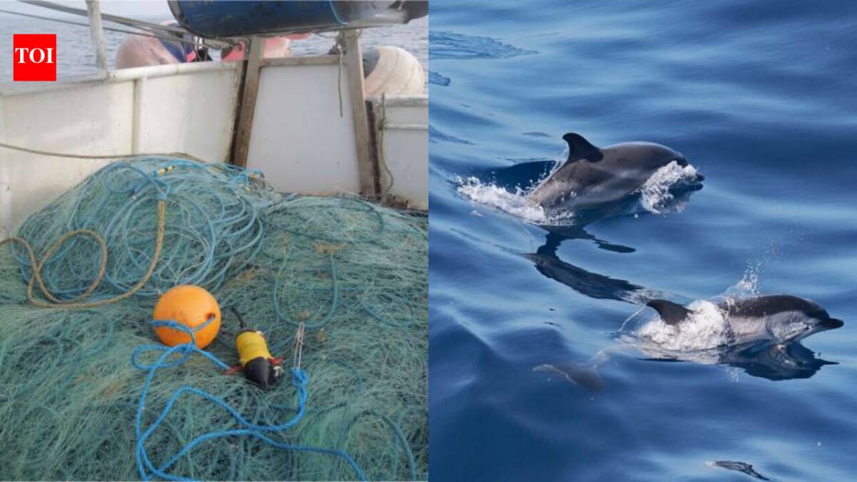 Underwater sensors caught a rare event off Cornwall: one porpoise became trapped in a net while two animals exchanged possible distress calls