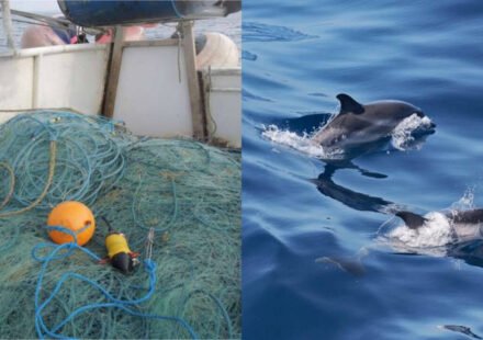 Underwater sensors caught a rare event off Cornwall: one porpoise became trapped in a net while two animals exchanged possible distress calls