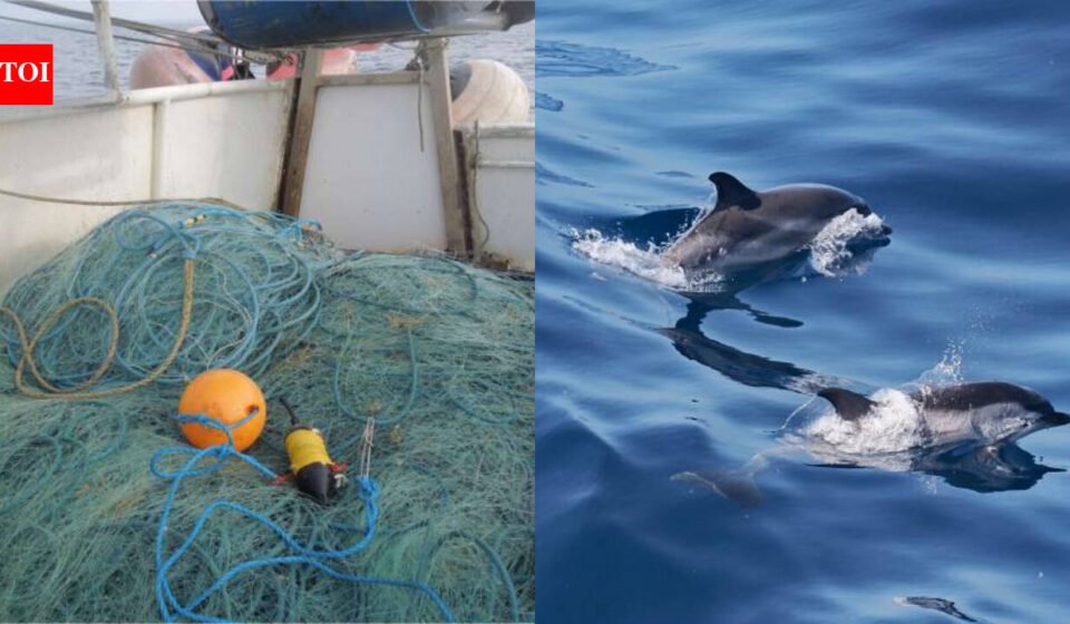 Underwater sensors caught a rare event off Cornwall: one porpoise became trapped in a net while two animals exchanged possible distress calls