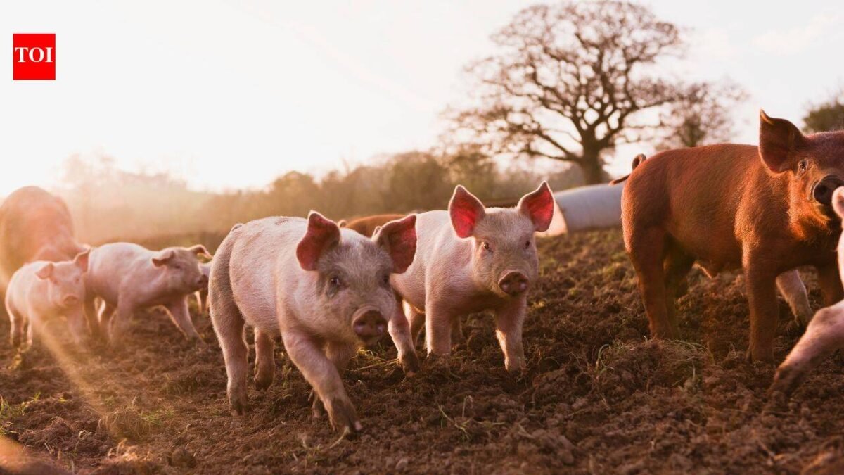 In 1807, pigs were released on New Zealand's Auckland Islands as food for castaways; 192 years later, 17 were rescued before the feral population was eradicated