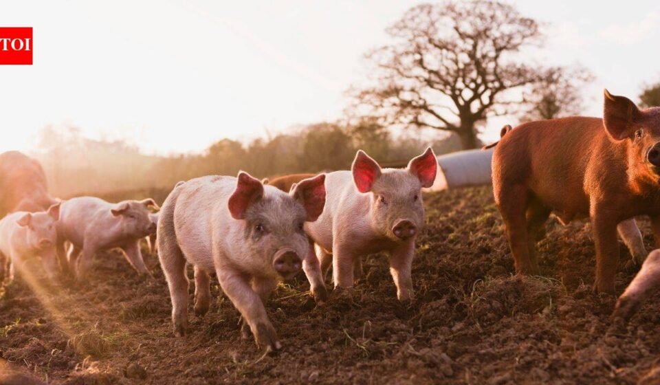 In 1807, pigs were released on New Zealand's Auckland Islands as food for castaways; 192 years later, 17 were rescued before the feral population was eradicated