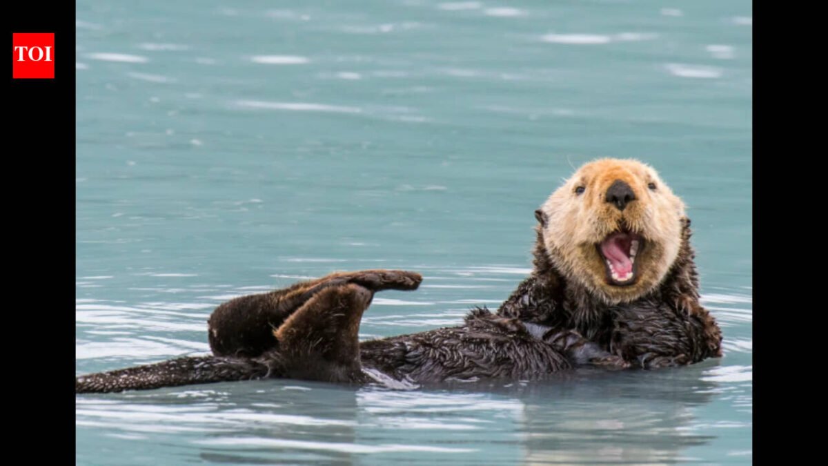 Sea otters returned to a polluted California estuary in 1984; eelgrass expanded 600%, while marsh-edge erosion later slowed by 69% on average