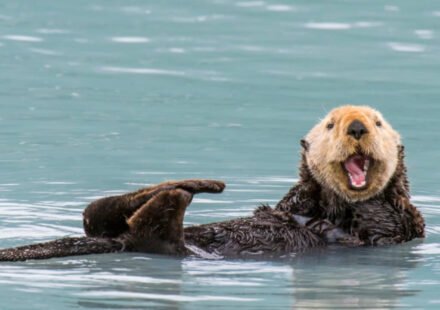 Sea otters returned to a polluted California estuary in 1984; eelgrass expanded 600%, while marsh-edge erosion later slowed by 69% on average