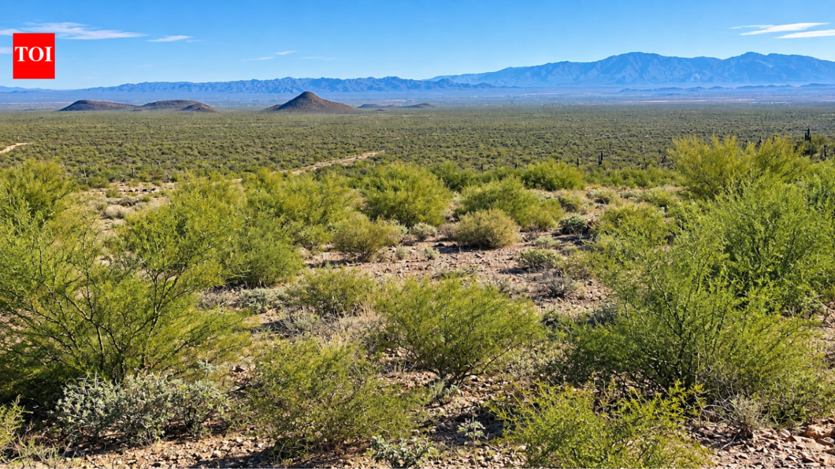 Volunteers spent 16 years restoring a damaged Arizona desert; 133 native plant species now thrive where invasive grass once ruled