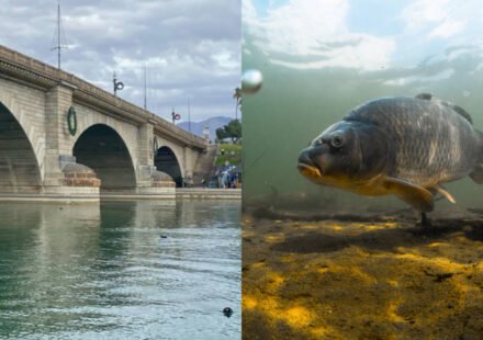 In 1992, a partnership began rebuilding Lake Havasu’s declining fish habitat; 90 acres of artificial habitat helped improve about 875 acres of coves, with habitat now created across 124 coves