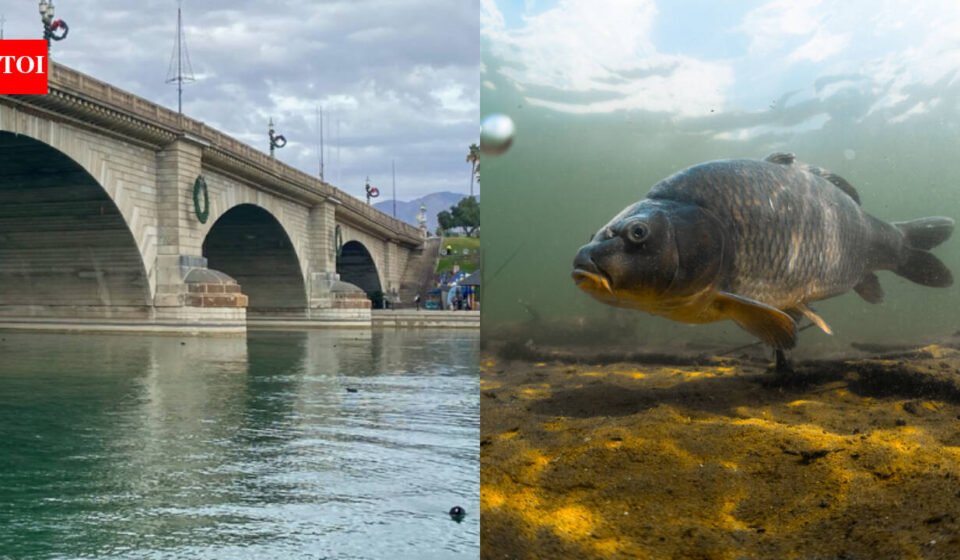 In 1992, a partnership began rebuilding Lake Havasu’s declining fish habitat; 90 acres of artificial habitat helped improve about 875 acres of coves, with habitat now created across 124 coves